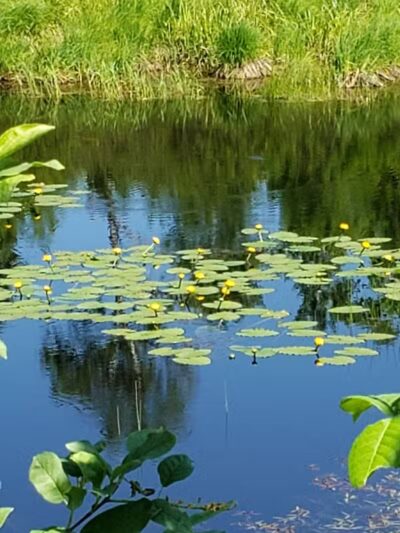 Bergland Township Park - Merriweather,