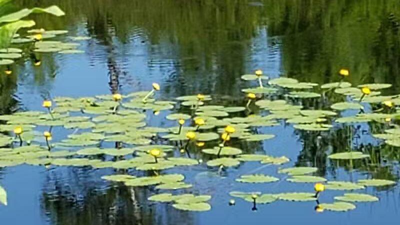 Bergland Township Park - Merriweather,