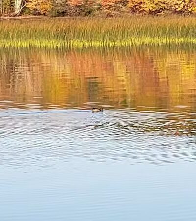 Bergland Township Park - Merriweather,