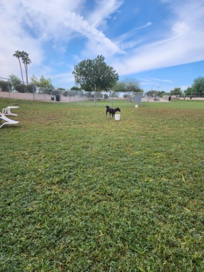 Countryside Dog Park - Mesa, AZ
