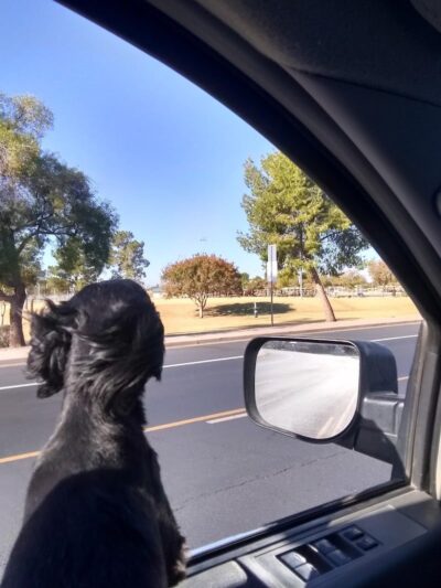 Countryside Dog Park - Mesa, AZ