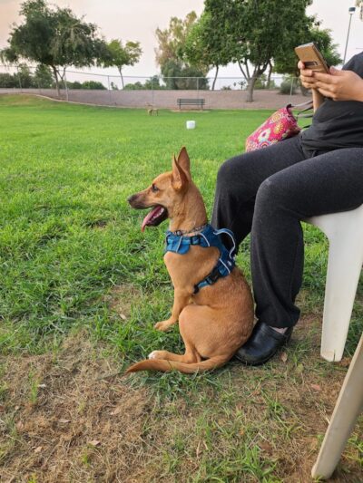 Countryside Dog Park - Mesa, AZ