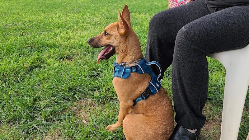Countryside Dog Park - Mesa, AZ