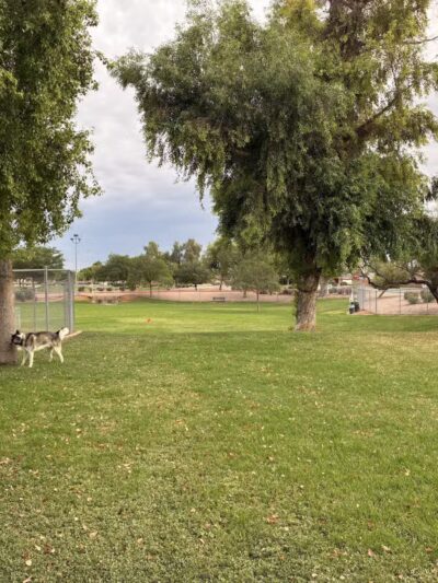 Countryside Dog Park - Mesa, AZ