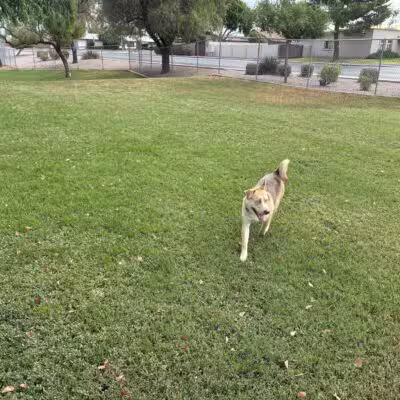 Countryside Dog Park - Mesa, AZ