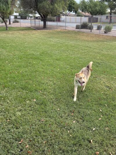 Countryside Dog Park - Mesa, AZ