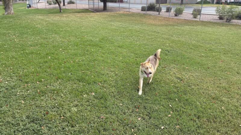 Countryside Dog Park - Mesa, AZ