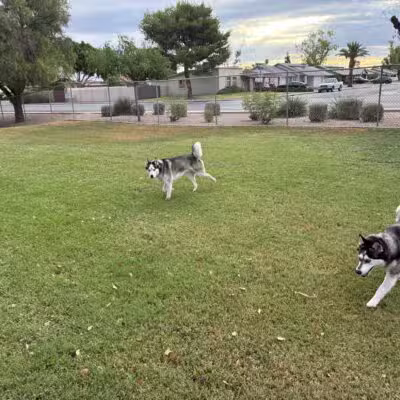 Countryside Dog Park - Mesa, AZ