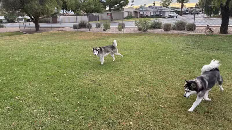 Countryside Dog Park - Mesa, AZ