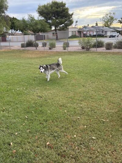 Countryside Dog Park - Mesa, AZ