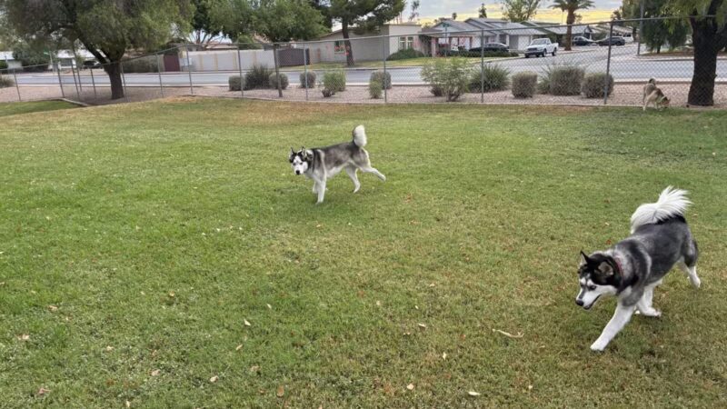 Countryside Dog Park - Mesa, AZ