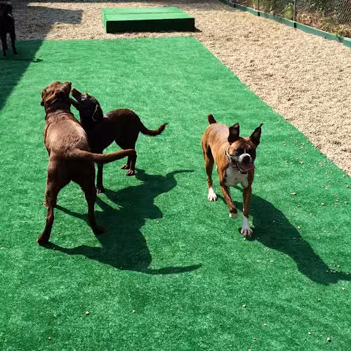 McGrupp's Doggie Daycare - Middleton, MA