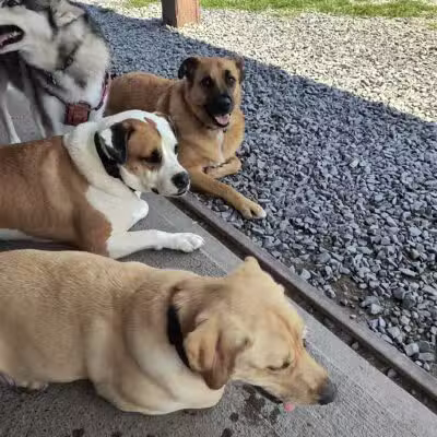 Maple Hill Dog Park - Middletown, NY
