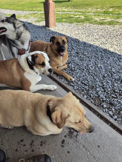 Maple Hill Dog Park - Middletown, NY