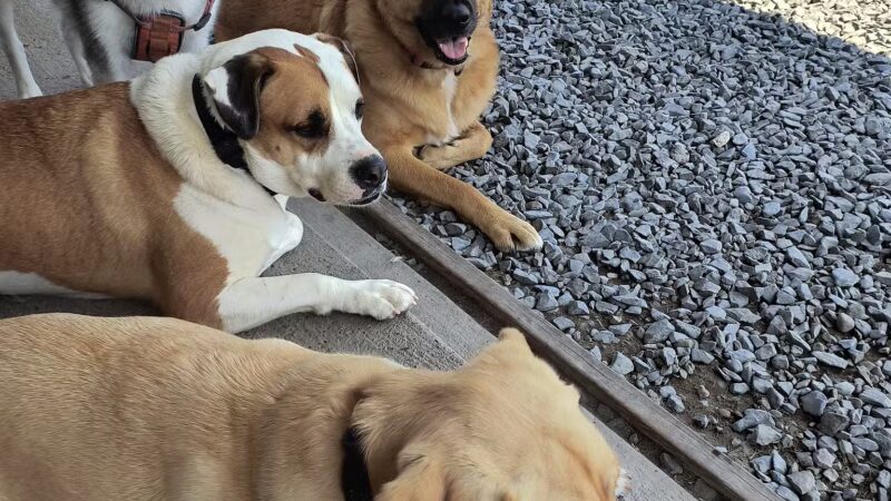 Maple Hill Dog Park - Middletown, NY