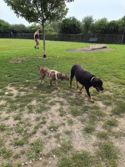 Maple Hill Dog Park - Middletown, NY