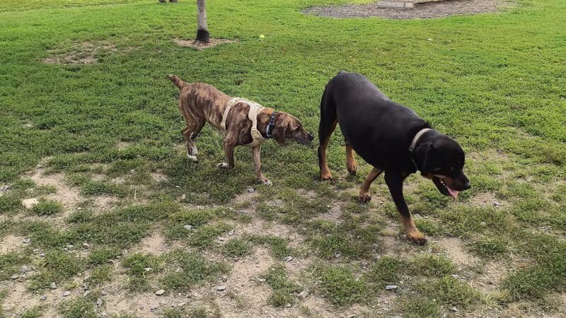 Maple Hill Dog Park - Middletown, NY