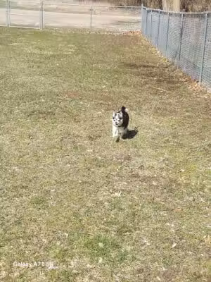 Middleville Bark Park Dog Park - Middleville, MI