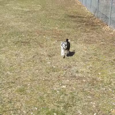 Middleville Bark Park Dog Park - Middleville, MI
