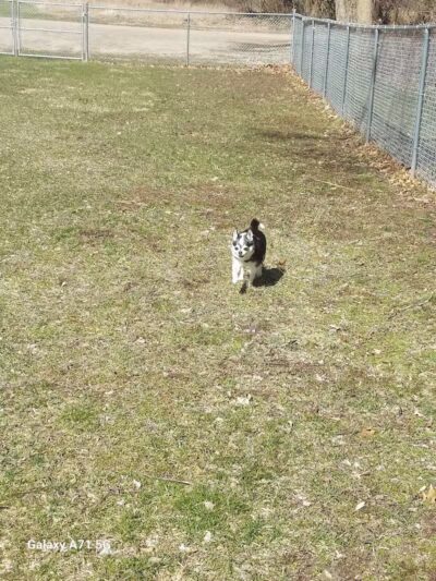Middleville Bark Park Dog Park - Middleville, MI