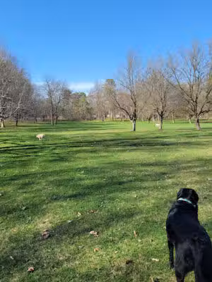 Midland Dog Park - Midland, MI