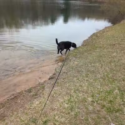 Midland Dog Park - Midland, MI