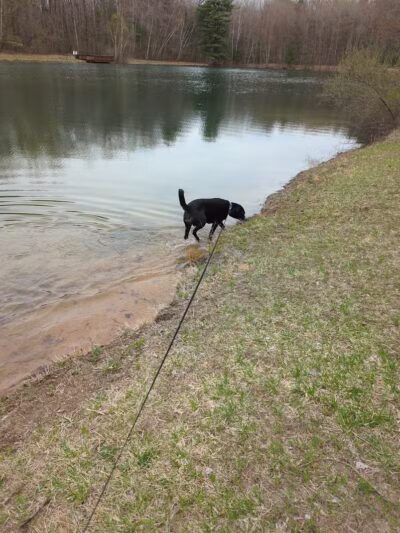 Midland Dog Park - Midland, MI