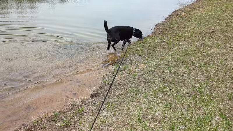 Midland Dog Park - Midland, MI