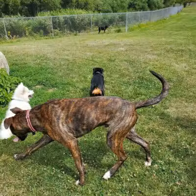 Midland Dog Park - Midland, MI