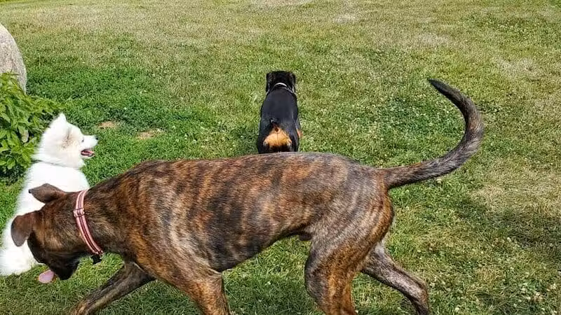 Midland Dog Park - Midland, MI