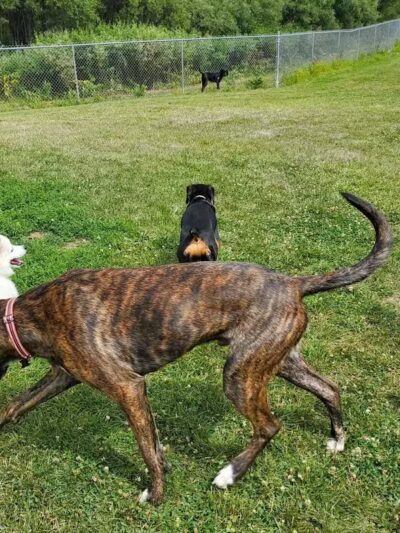 Midland Dog Park - Midland, MI