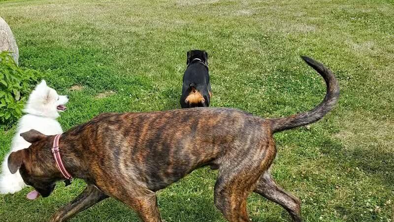 Midland Dog Park - Midland, MI