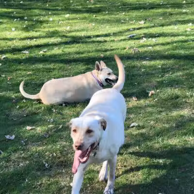 Midland Dog Park - Midland, MI