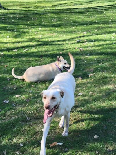 Midland Dog Park - Midland, MI