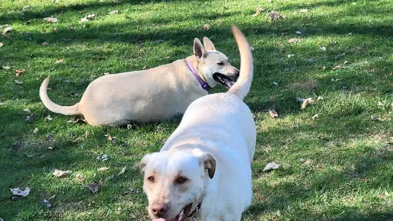 Midland Dog Park - Midland, MI