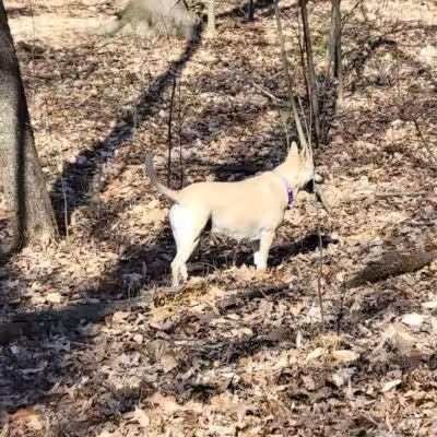 Midland Dog Park - Midland, MI