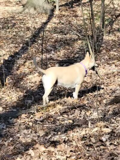 Midland Dog Park - Midland, MI