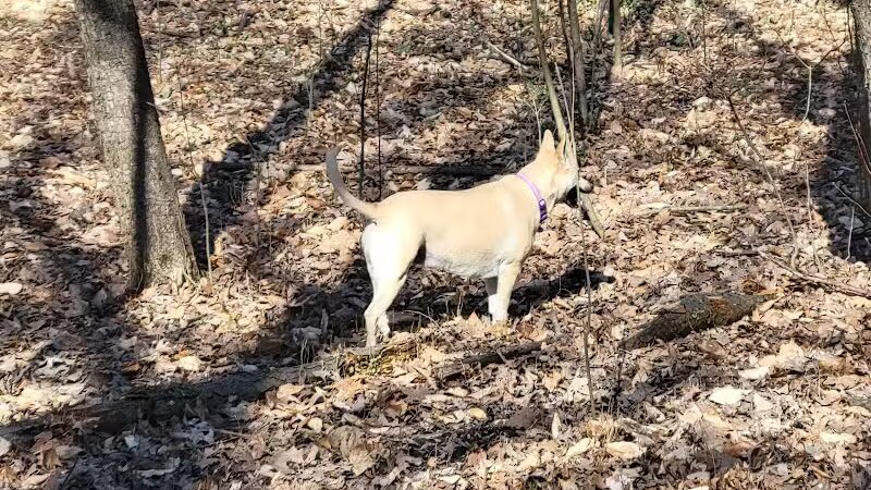 Midland Dog Park - Midland, MI