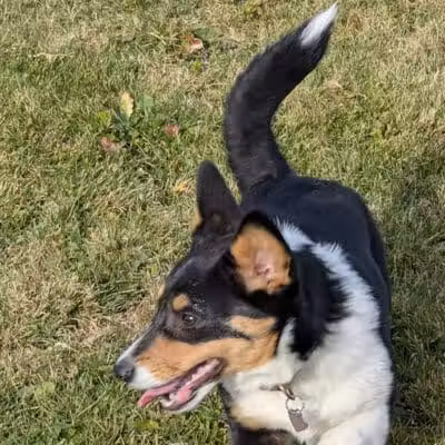 Midland Dog Park - Midland, MI