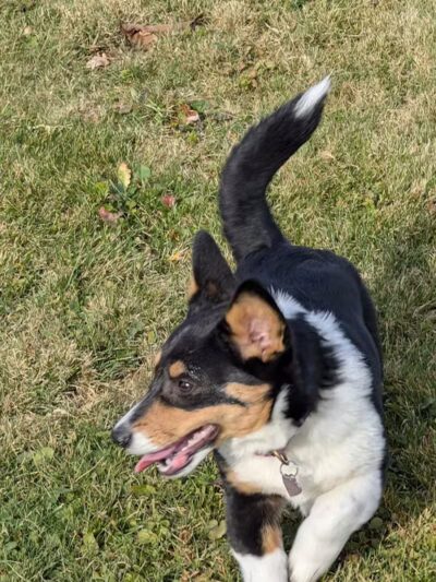 Midland Dog Park - Midland, MI