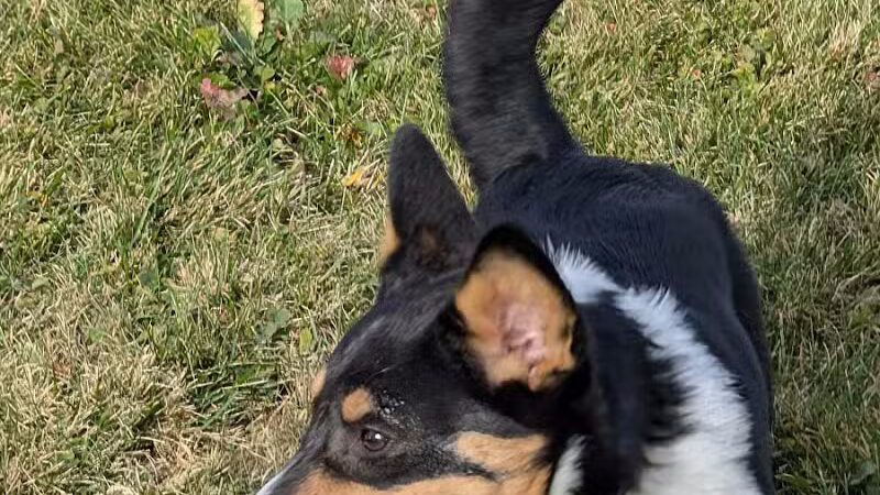 Midland Dog Park - Midland, MI