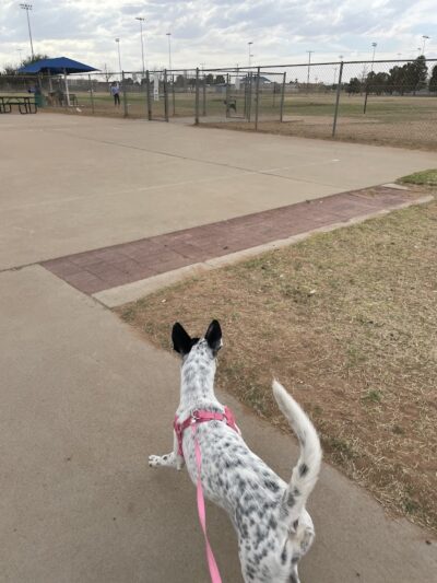 Hogan's Run Dog Park - Midland, TX