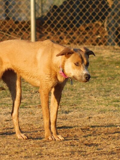 Hogan's Run Dog Park - Midland, TX