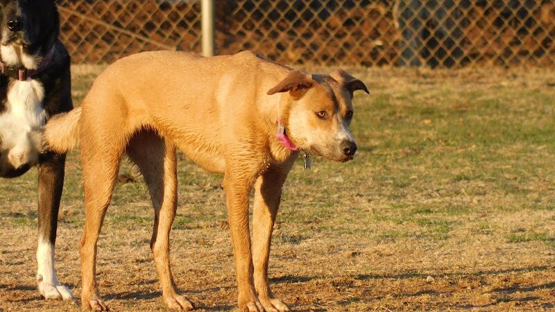 Hogan's Run Dog Park - Midland, TX