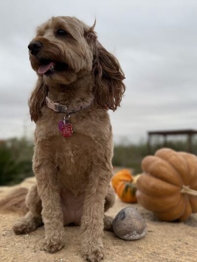 Hogan's Run Dog Park - Midland, TX