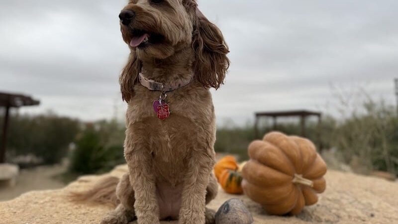 Hogan's Run Dog Park - Midland, TX