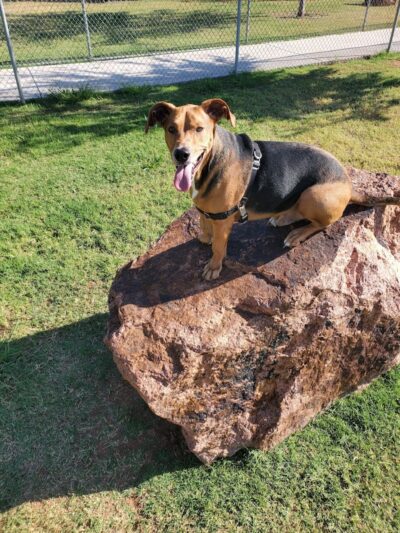 Waggin’ Trail Beal Dog Park - Midland, TX