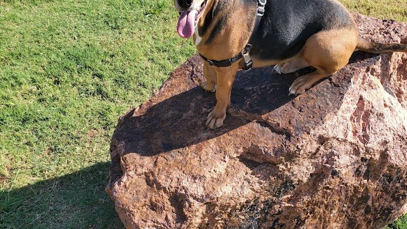 Waggin’ Trail Beal Dog Park - Midland, TX