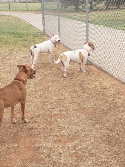 Waggin’ Trail Beal Dog Park - Midland, TX