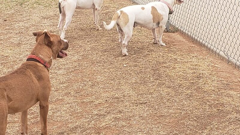 Waggin’ Trail Beal Dog Park - Midland, TX